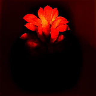 Rettward von Doernberg - So Precious